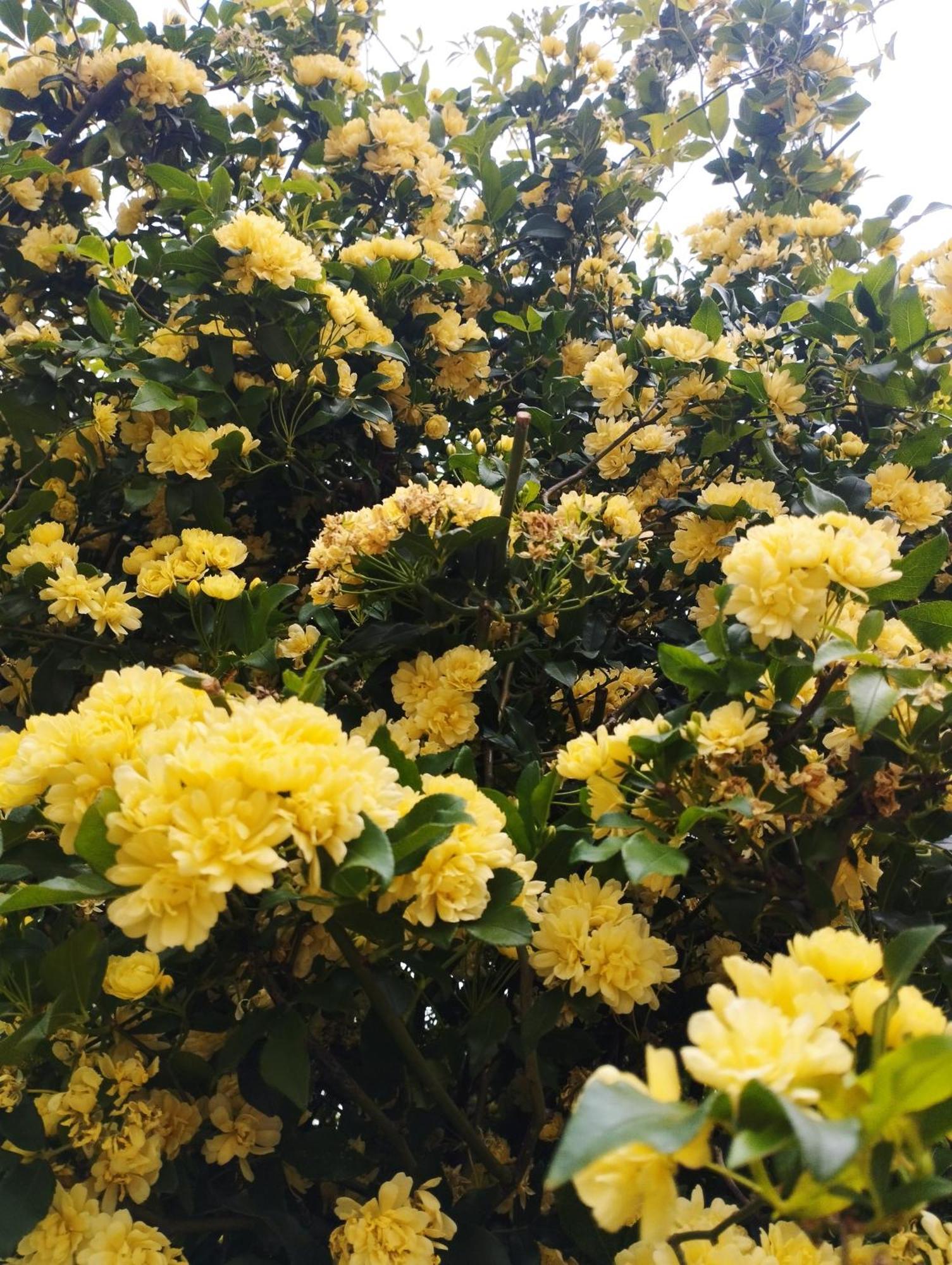 Olive Lemon Biophilic House & Lush Forest Garden Vamos Exterior photo